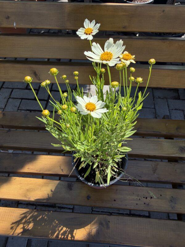 Coreopsis (devojačko oko)