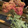 Achillea s.p. (hajdučka trava)