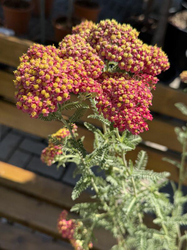 Achillea s.p. (hajdučka trava)