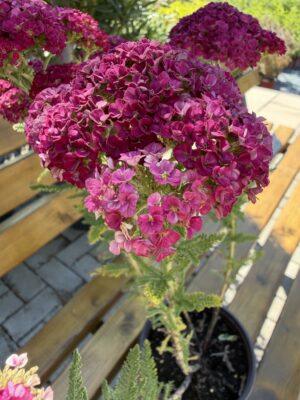 Achillea s.p. (hajdučka trava)