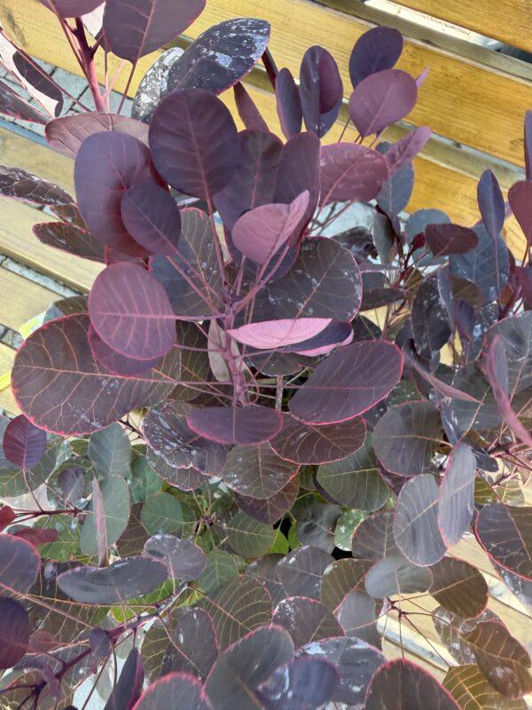 Cotinus coggygria (ruj)