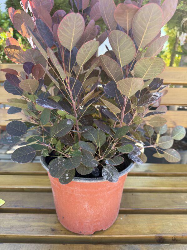 Cotinus coggygria (ruj)