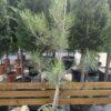 Pinus nigra h40-50cm