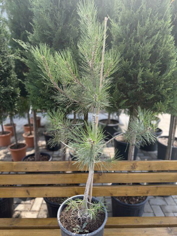 Pinus nigra h40-50cm