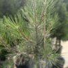 Pinus nigra h40-50cm