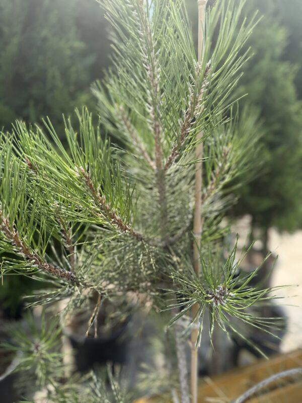 Pinus nigra h40-50cm