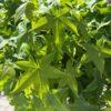 Liquidambar styraciflua 1/2 FUSTO (ambar, likvidambar)