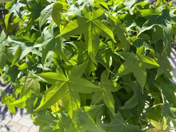 Liquidambar styraciflua 1/2 FUSTO (ambar, likvidambar)