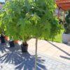Liquidambar styraciflua 1/2 FUSTO (ambar, likvidambar)