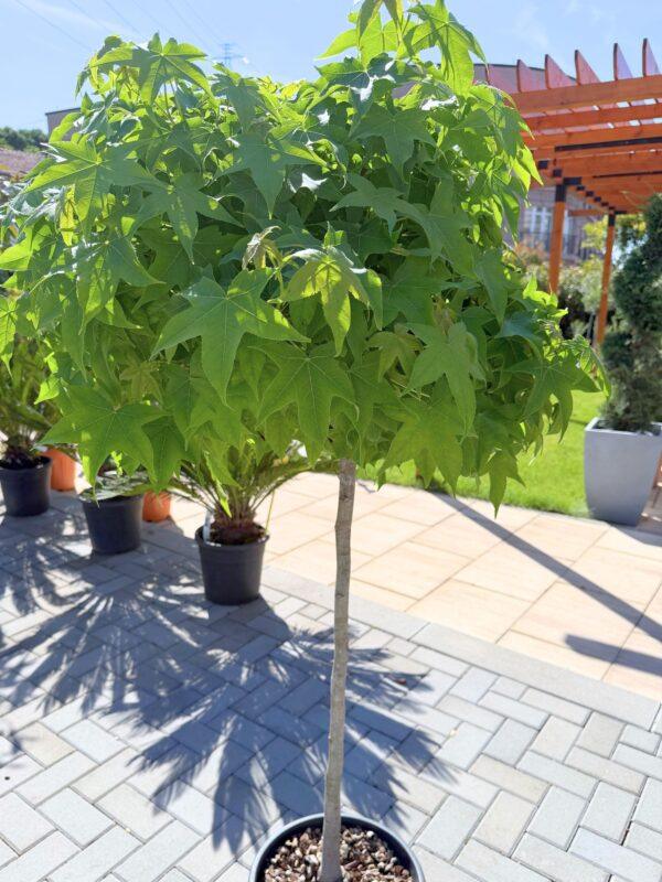 Liquidambar styraciflua 1/2 FUSTO (ambar, likvidambar)