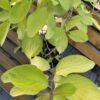 Cornus alba Aurea