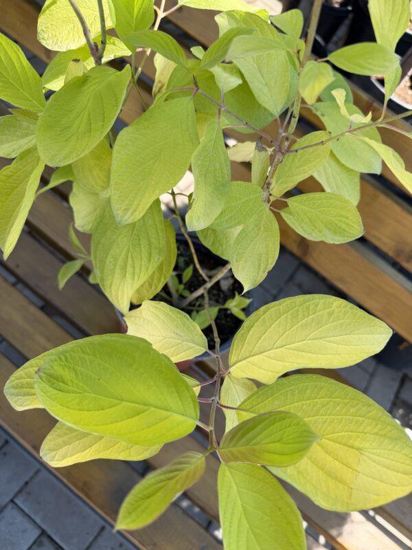 Cornus alba Aurea