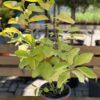 Cornus alba Aurea