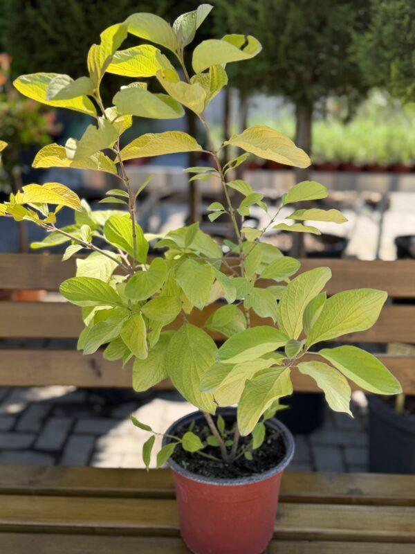 Cornus alba Aurea
