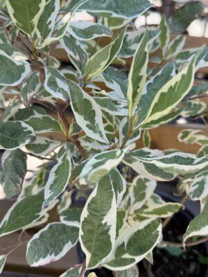 Cornus alba
