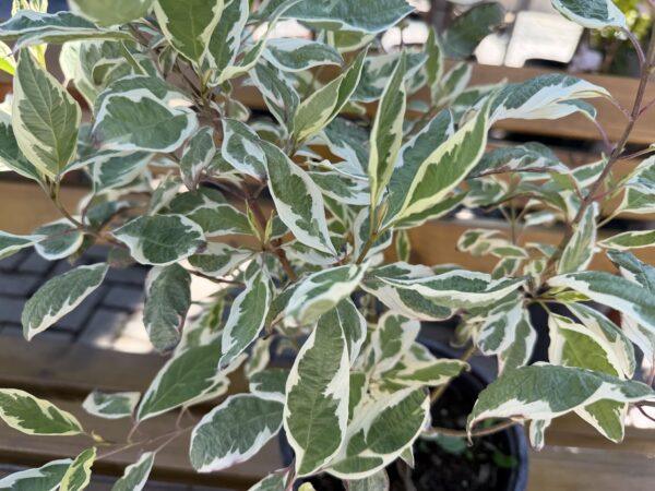 Cornus alba