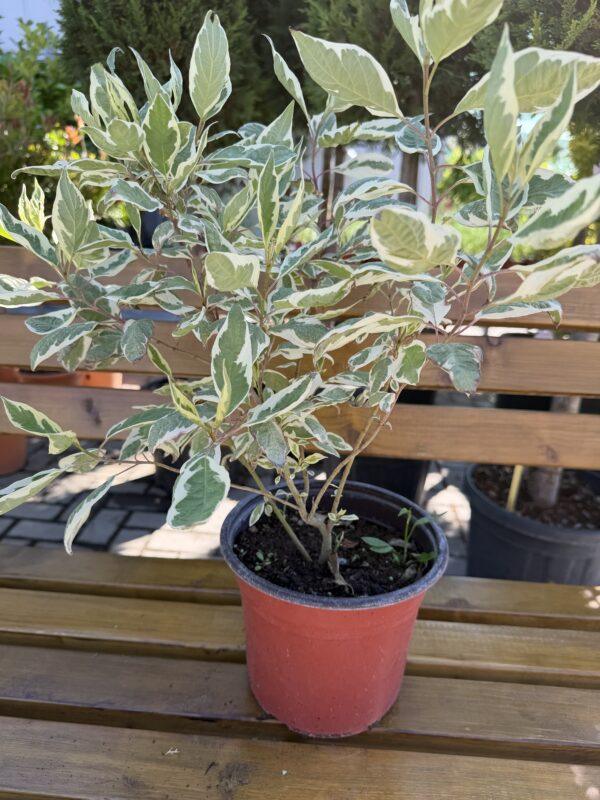 Cornus alba