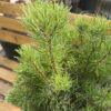 Pinus "Mugo"