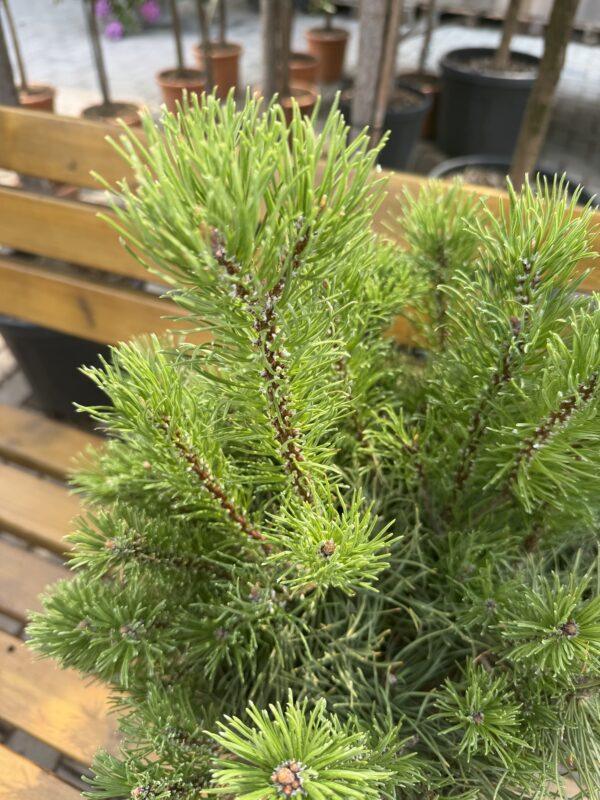Pinus "Mugo"