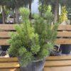 Pinus "Mugo"