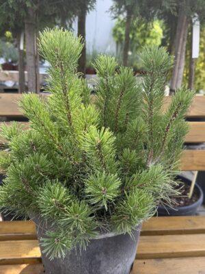 Pinus "Mugo"