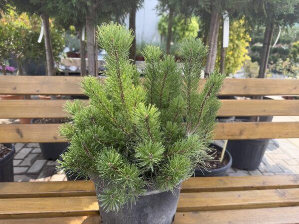 Pinus "Mugo"