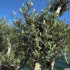 Olea europea middle bonsai-maslina bonsai Olea europea middle bonsai-maslina bonsai