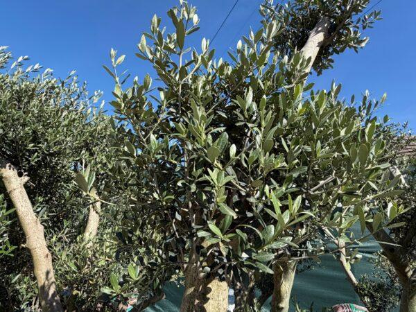 Olea europea middle bonsai-maslina bonsai Olea europea middle bonsai-maslina bonsai