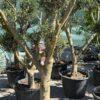 Olea europea middle bonsai-maslina bonsai Olea europea middle bonsai-maslina bonsai