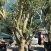Olea europea middle bonsai-maslina bonsai Olea europea middle bonsai-maslina bonsai