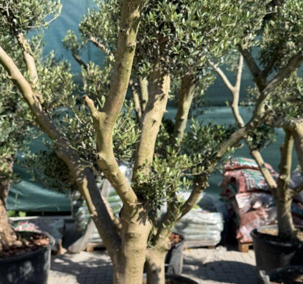 Olea europea middle bonsai-maslina bonsai Olea europea middle bonsai-maslina bonsai