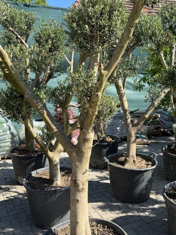 Olea europea middle bonsai-maslina bonsai Olea europea middle bonsai-maslina bonsai