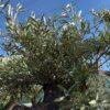 Olea europea maxi bonsai-maslina bonsai