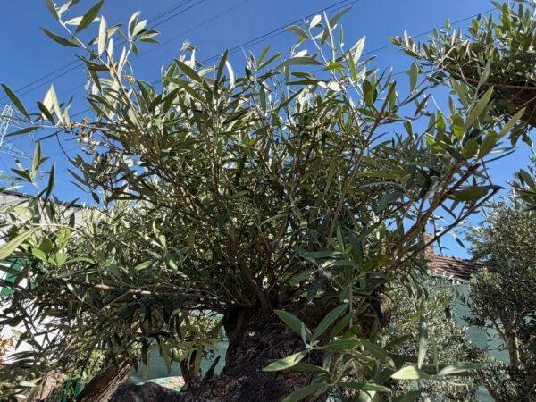 Olea europea maxi bonsai-maslina bonsai