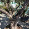 Olea europea maxi bonsai-maslina bonsai