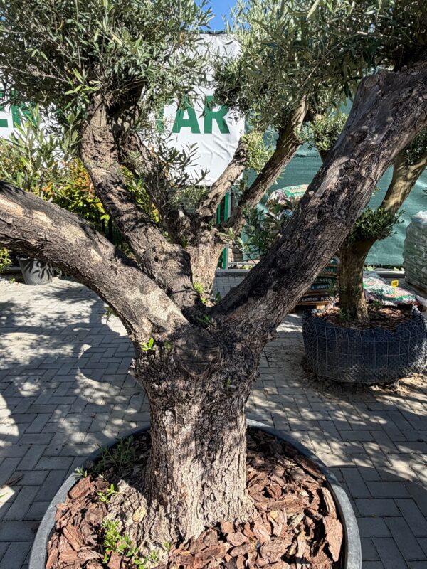 Olea europea maxi bonsai-maslina bonsai