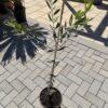 Olea europea mini-maslina mala sadnica