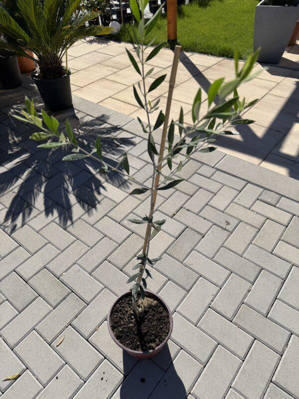 Olea europea mini-maslina mala sadnica