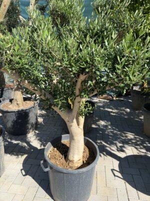 Olea europea mini bonsai-maslina mini