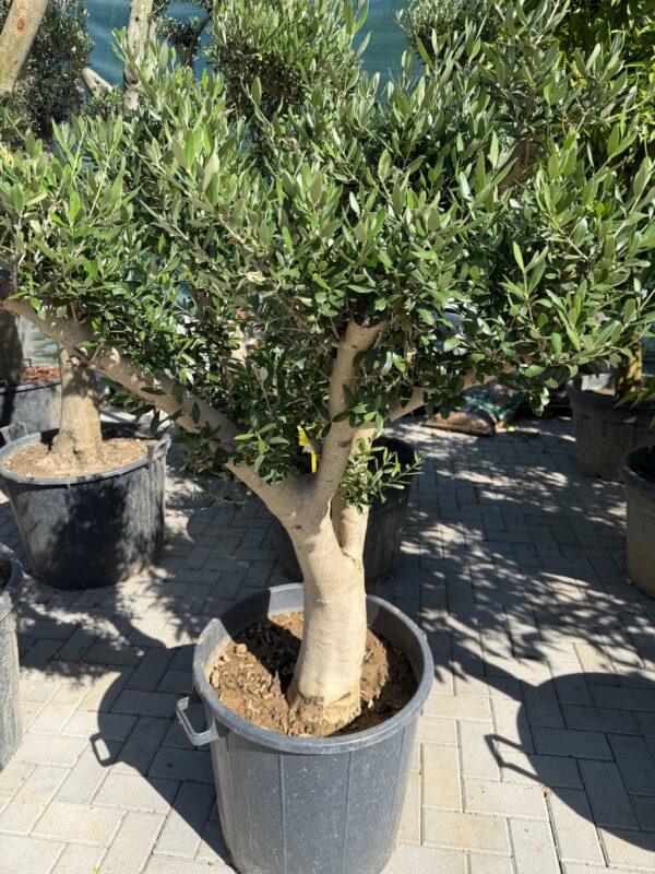 Olea europea mini bonsai-maslina mini
