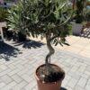 Olea europea- spiralna maslina
