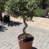 Olea europea- spiralna maslina