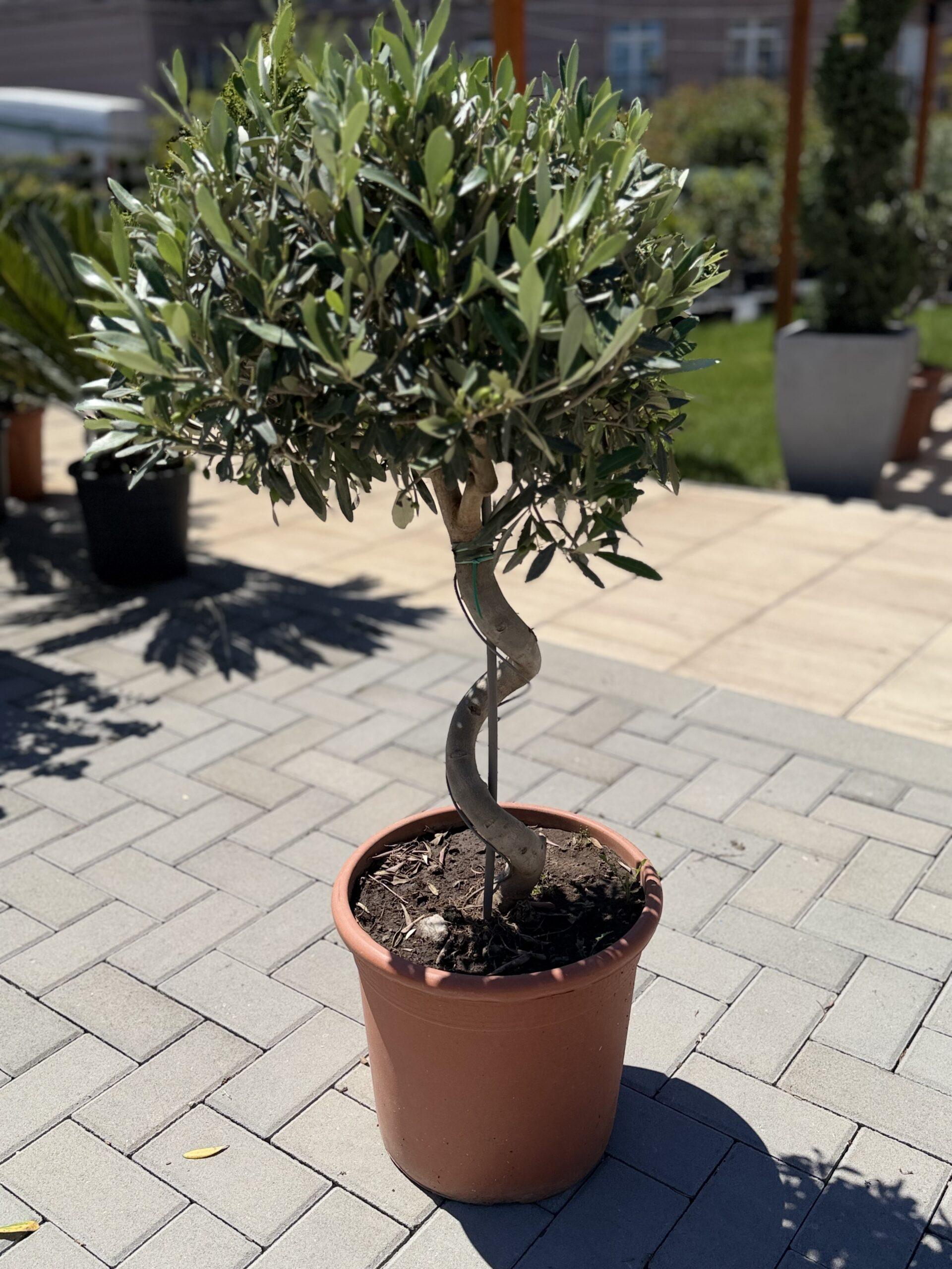 Olea europea- spiralna maslina