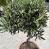 Olea europea- spiralna maslina