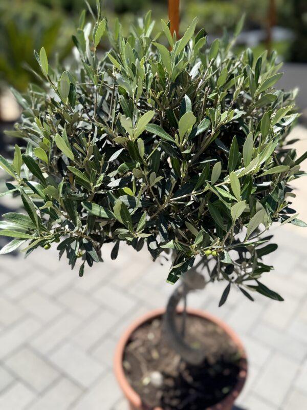 Olea europea- spiralna maslina