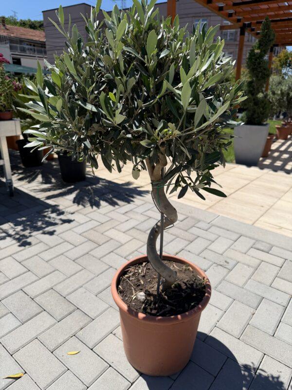 Olea europea- spiralna maslina