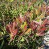 Callistemon-kalistemon
