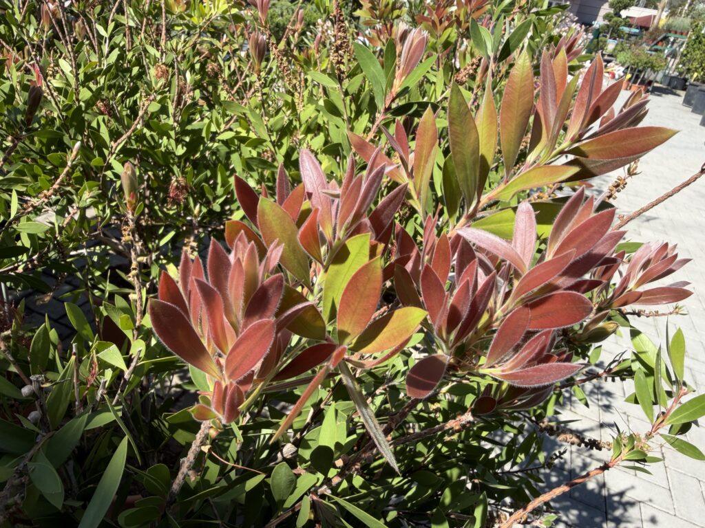 Callistemon-kalistemon