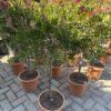 Callistemon-kalistemon