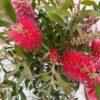 Callistemon-kalistemon